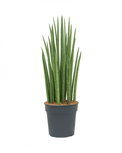 Sansevieria Spikes 100 cm