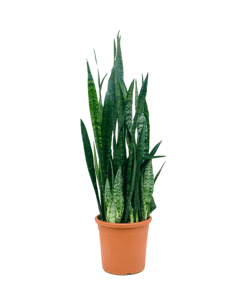 Sansevieria Zeylanica 110 cm