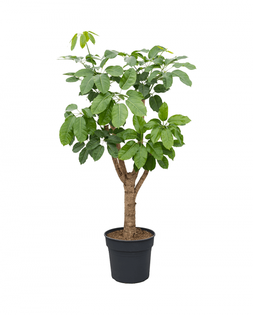 Schefflera Amate 160 cm