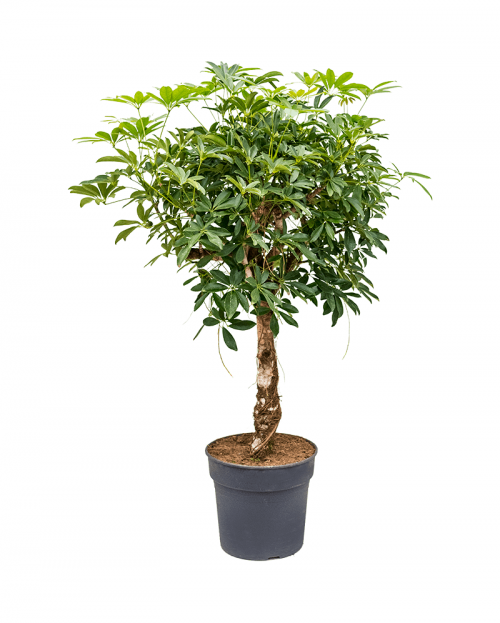 Schefflera Arboricola 140 cm