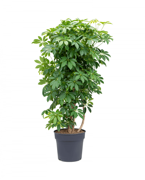 Schefflera Arboricola 150 cm