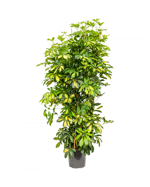 Schefflera Gold Capella 150 cm