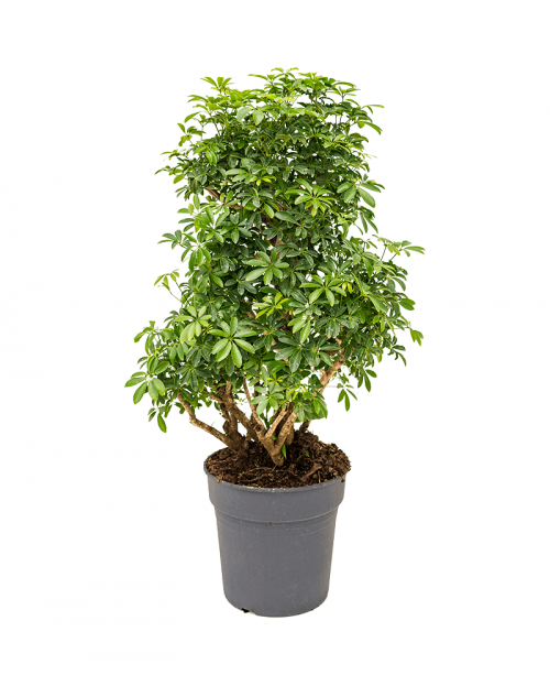 Schefflera Luseana 140 cm