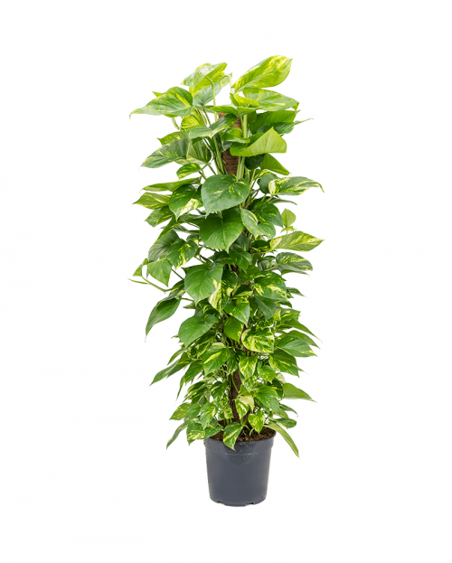 Scindapsus Aureum 130 cm