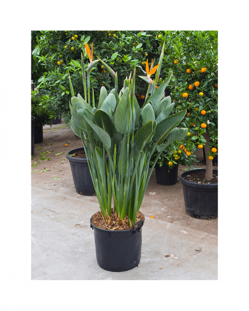 Strelitzia Reginae 150 cm