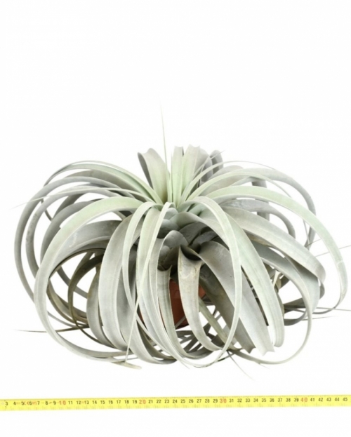 Tillandsia xerographica 35 cm