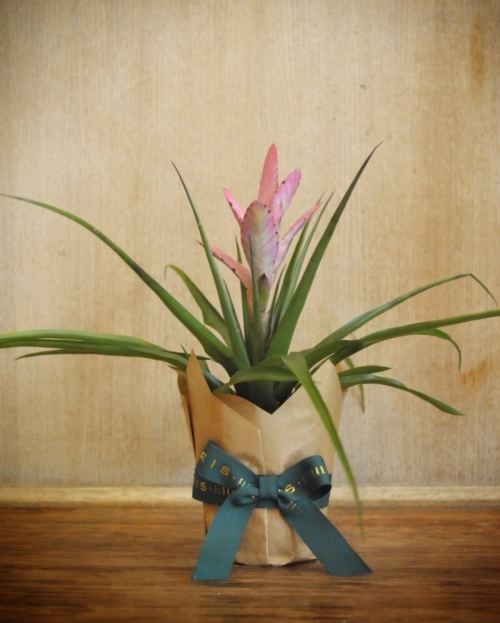 Tillandsia pink 45 cm 