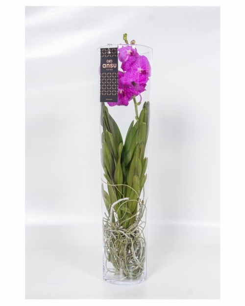 Vanda with vase