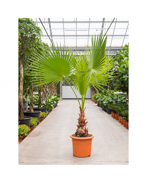 Washingtonia Robusta 150 cm