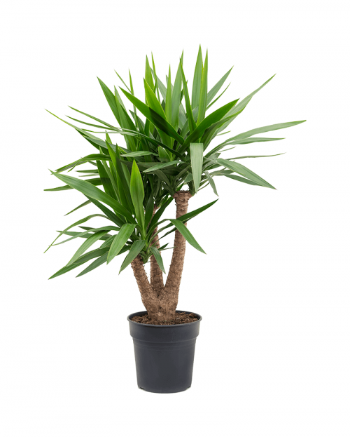 Yucca 100 cm