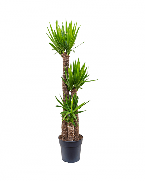 Yucca 160 cm