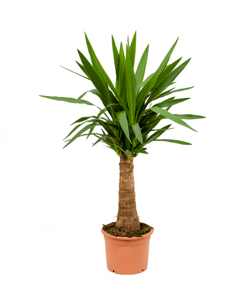 Yucca 90 cm