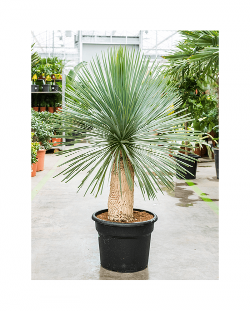 Yucca Rostrata 150 cm