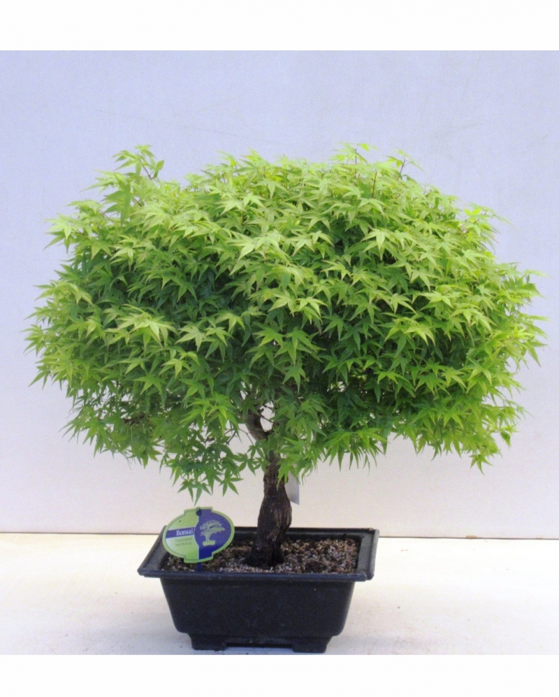 Bonsai Acer Palmatum Kiyohime 55 cm