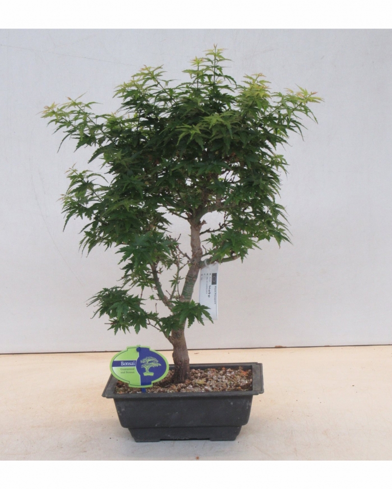Bonsai Acer Palmatum Kotohime 50 cm
