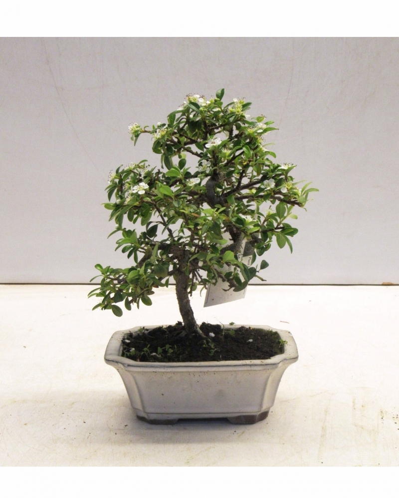 Bonsai Cotoneaster 25 cm