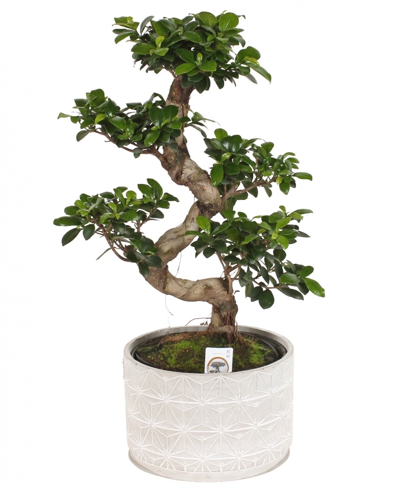 Bonsai Ficus ginseng 60 cm