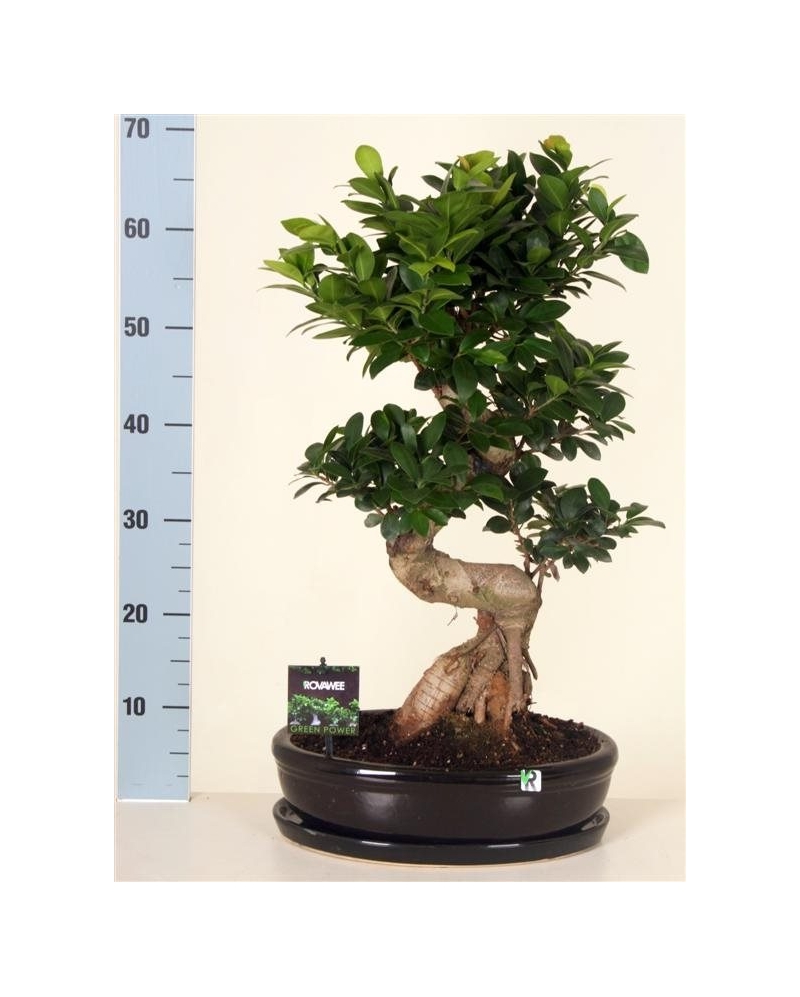 Bonsai Ficus S-type 70 cm