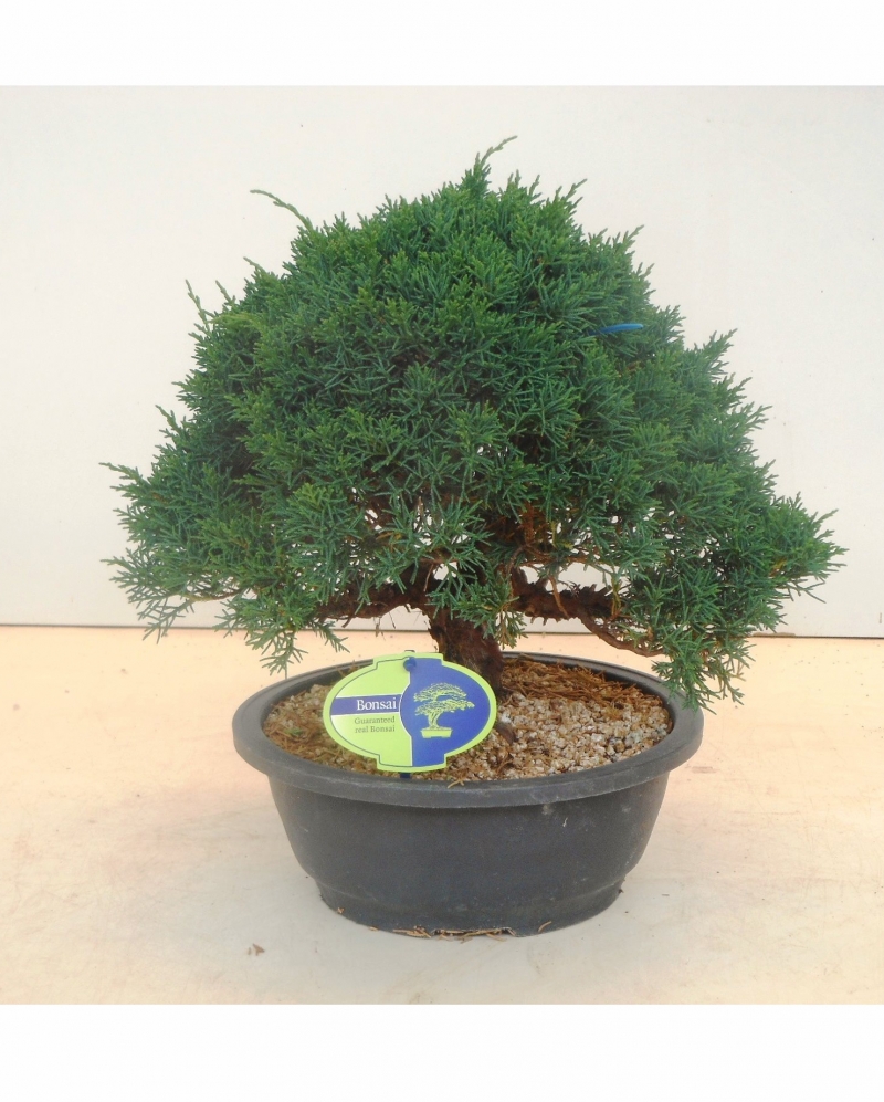 Bonsai Juniperus chinensis 35 cm
