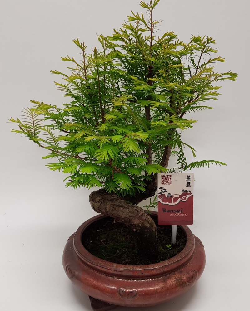 Bonsai Metasequoia 'Special' 45 cm