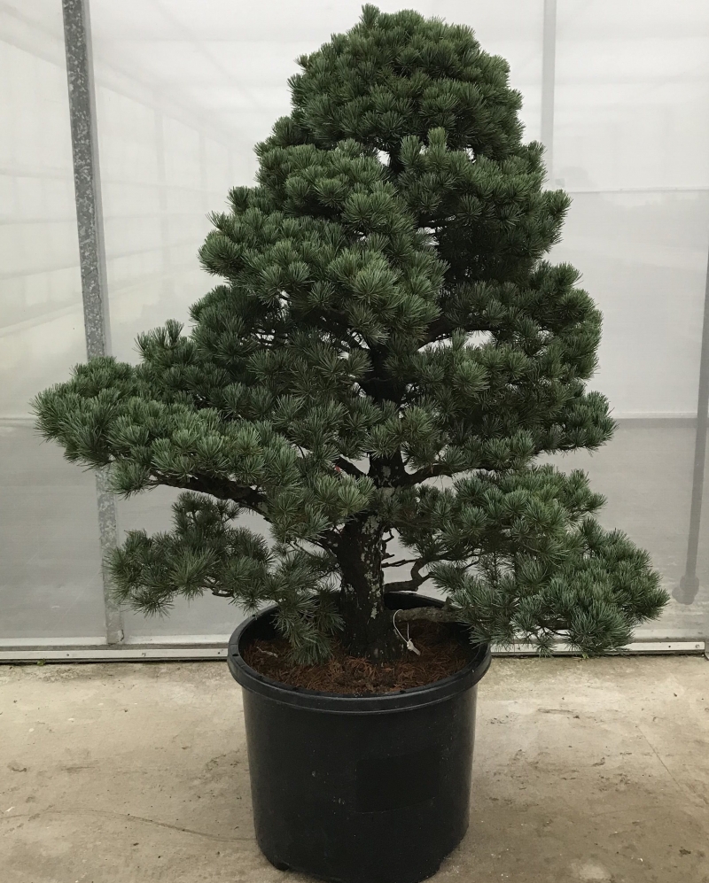 Bonsai Pinus Parviflora Garden Tree 'I3' 145 cm
