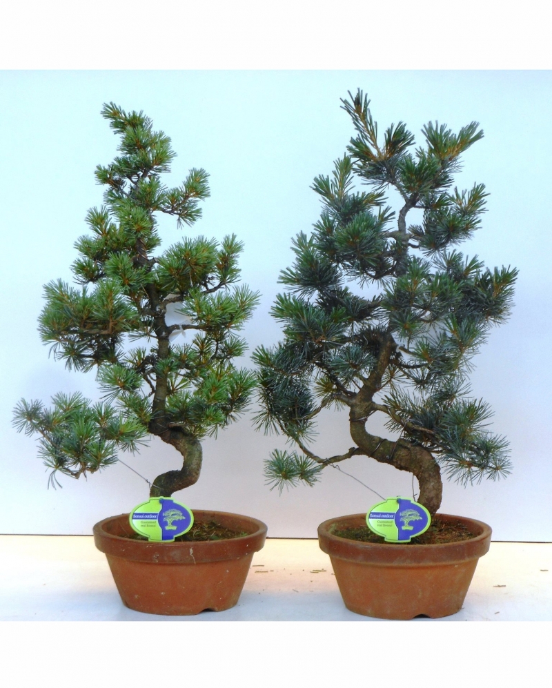 Bonsai Pinus Pentaphylla Parviflora 65 cm