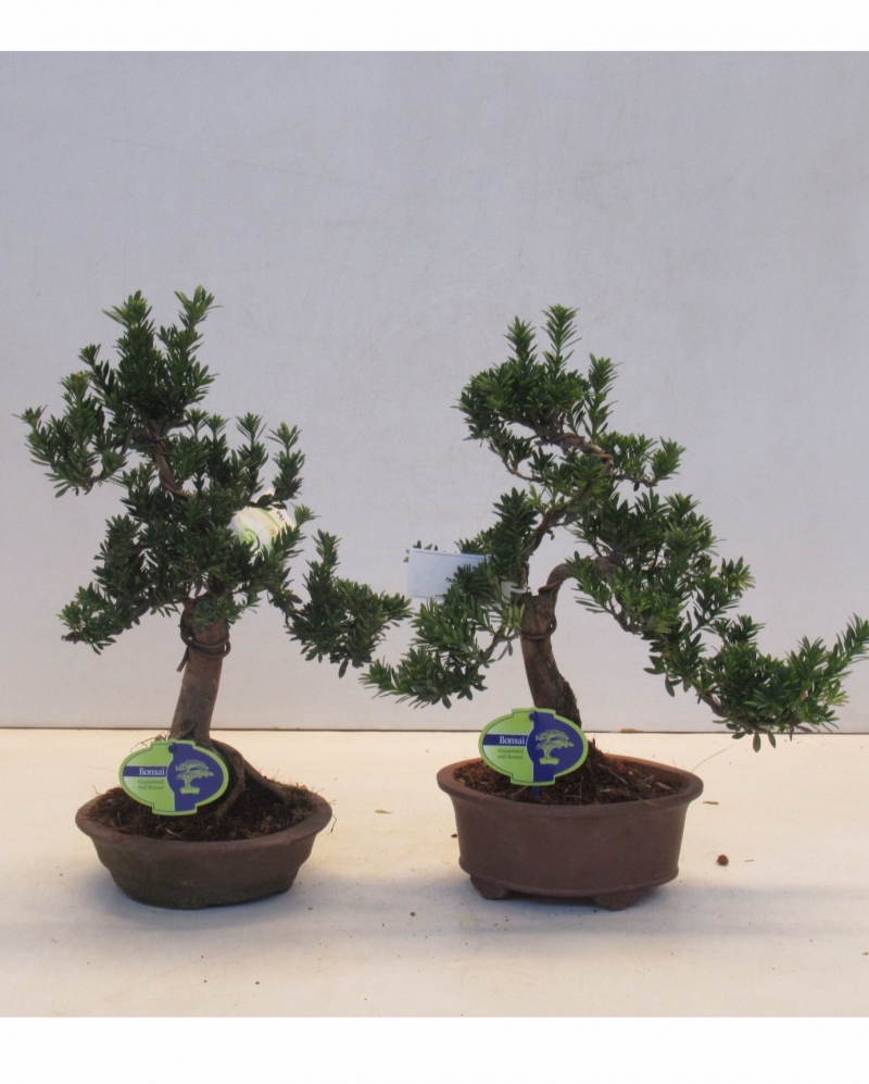 Bonsai Podocarpus Chinensis 40 cm