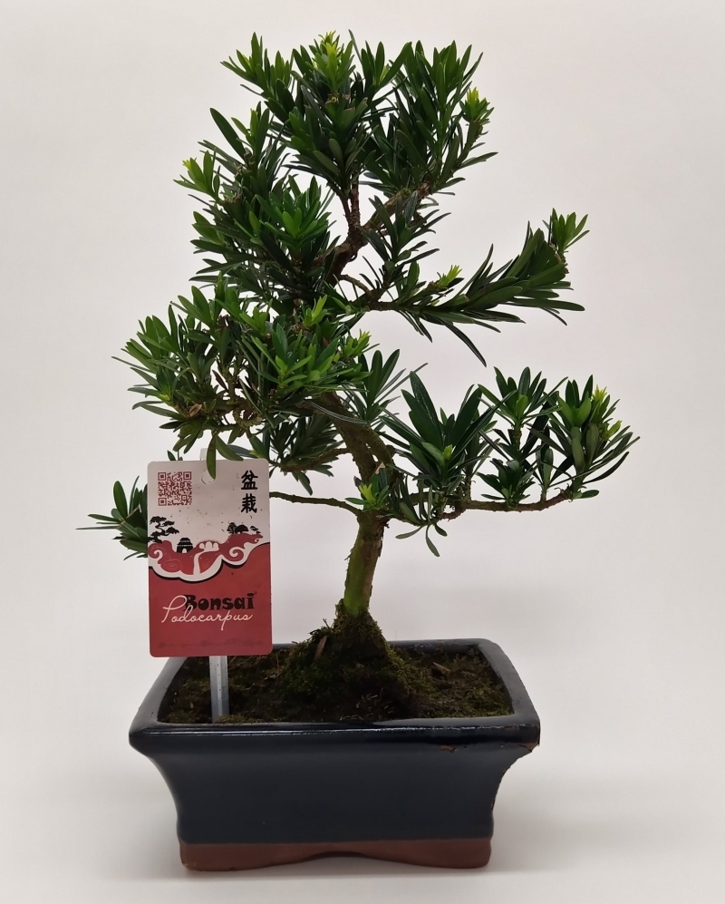 Bonsai Podocarpus Outdoor 30 cm