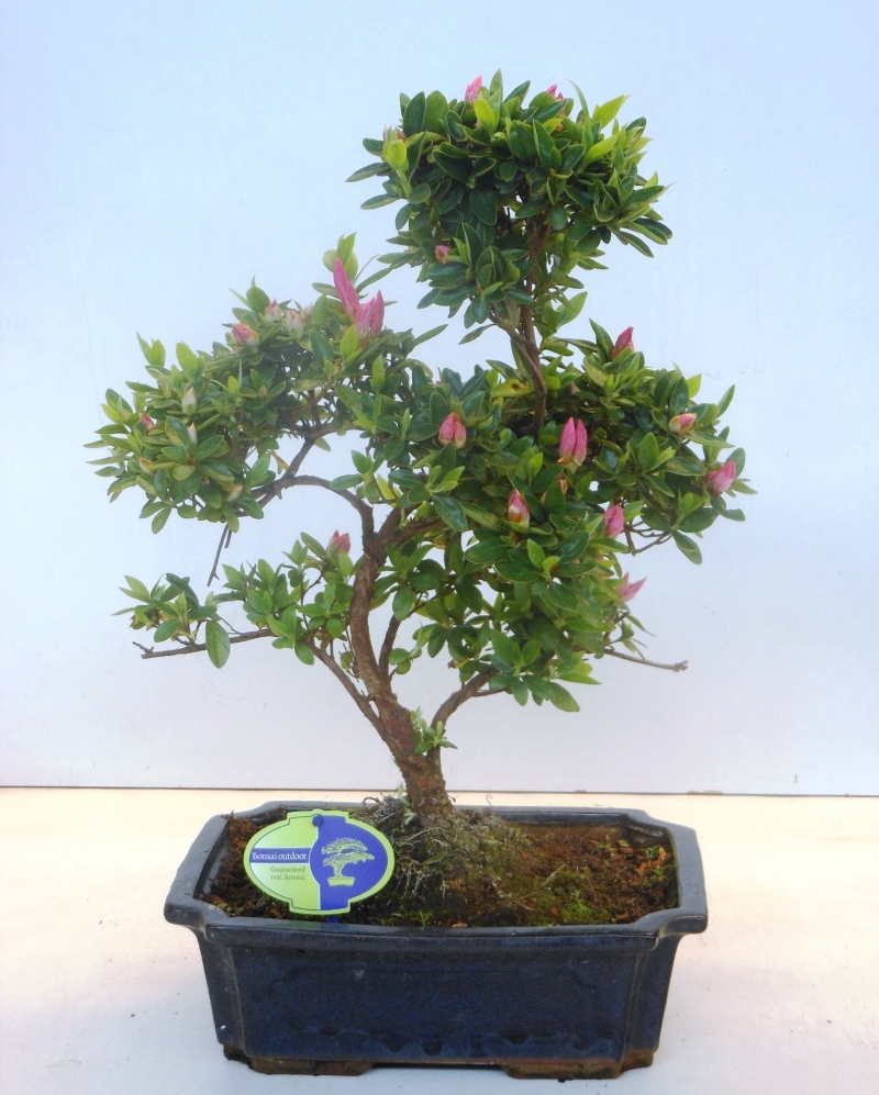 Bonsai Rhododendron 45 cm