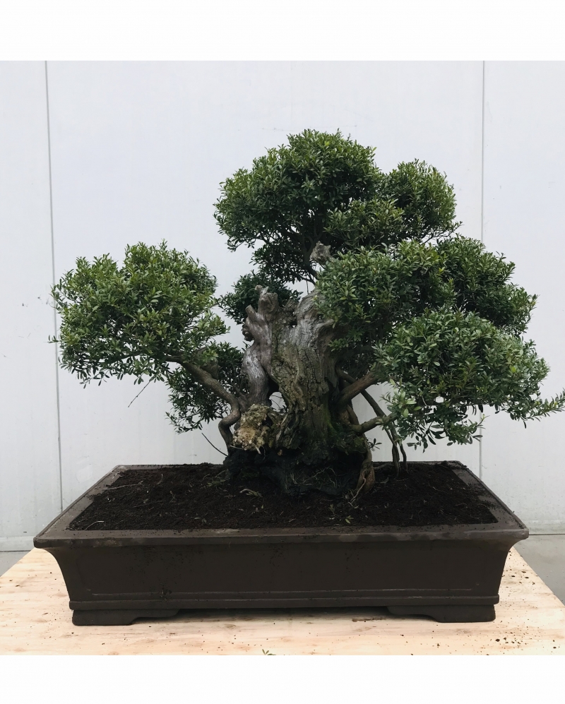 Bonsai Syzygium 'Yamadori' 95 cm