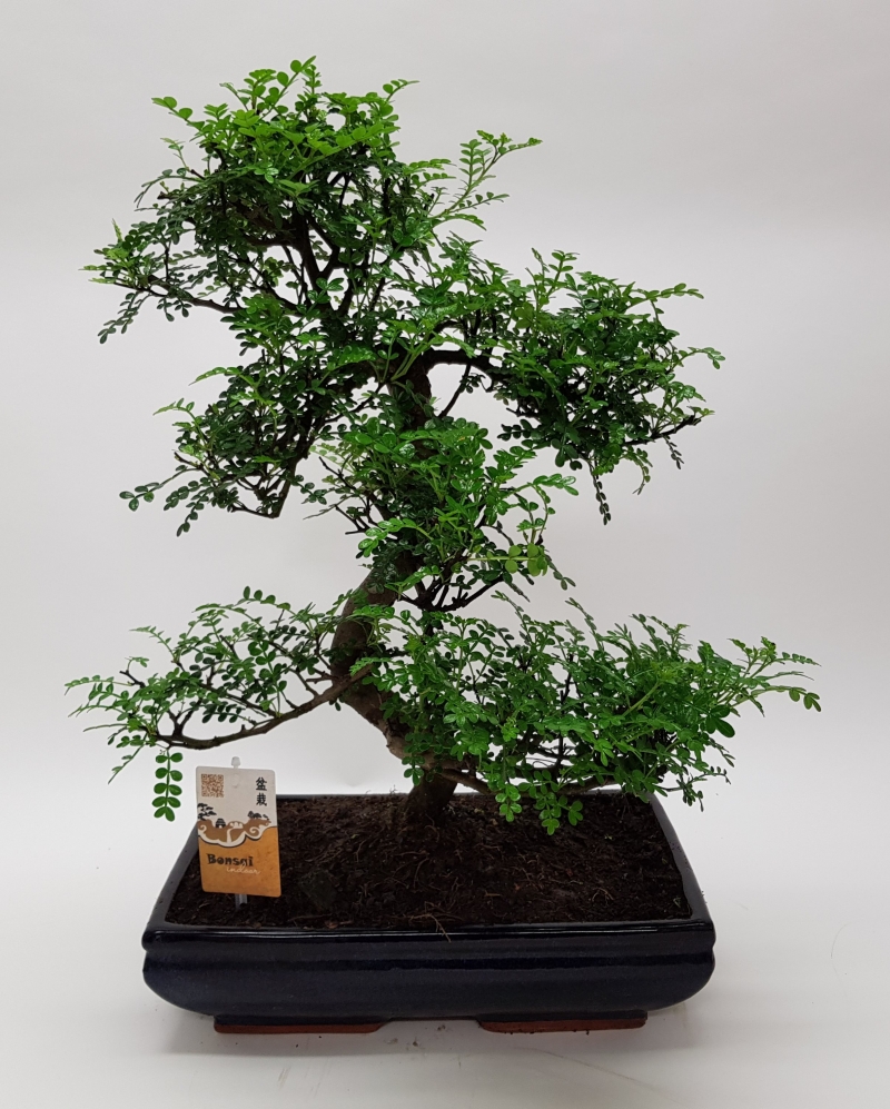 Bonsai Zanthoxylum 'Traditional' 55 cm