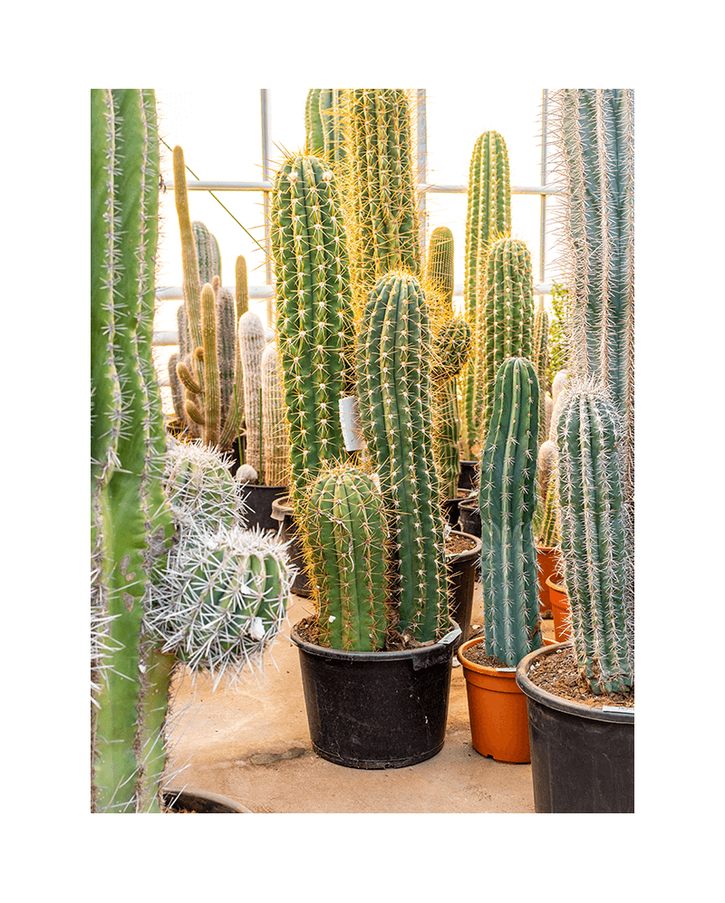 Cactus Terschechii 140 cm