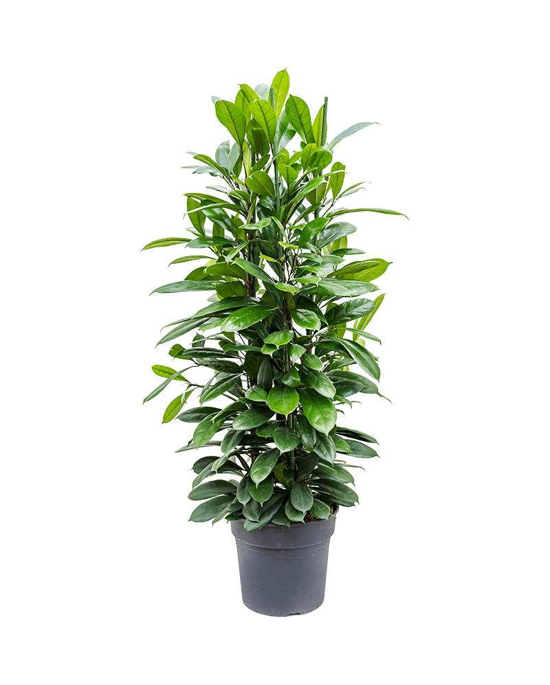 ficus