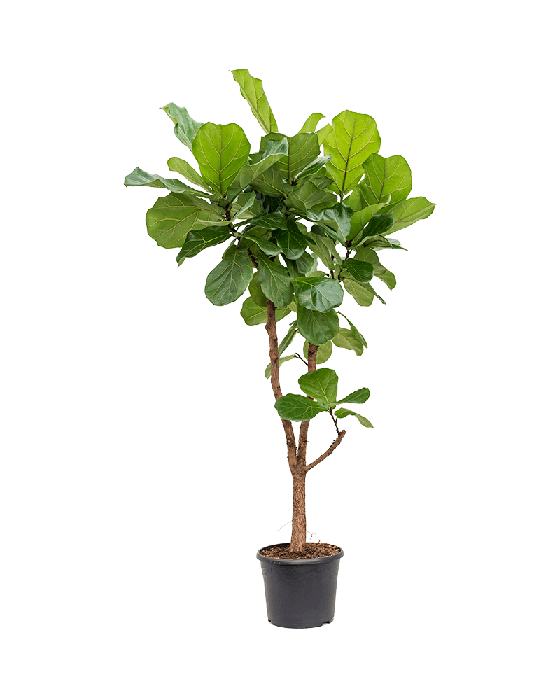 Ficus Lyrata 145 cm