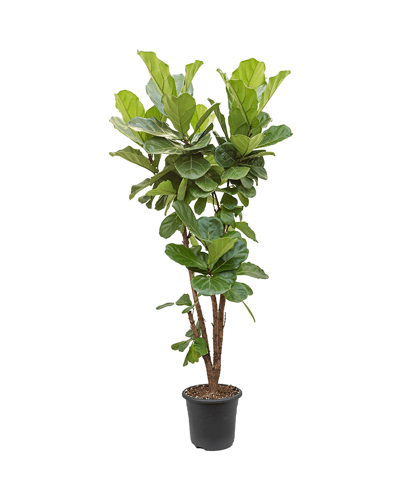 Ficus Lyrata 160 cm