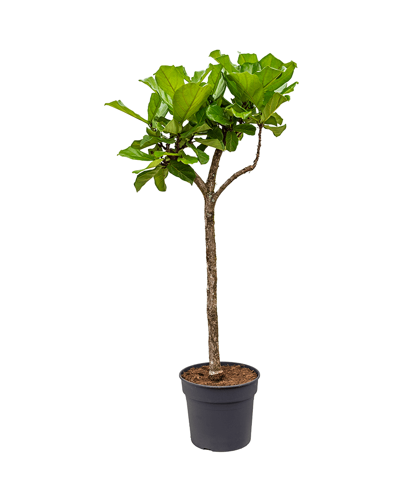 Ficus Lyrata 180 cm