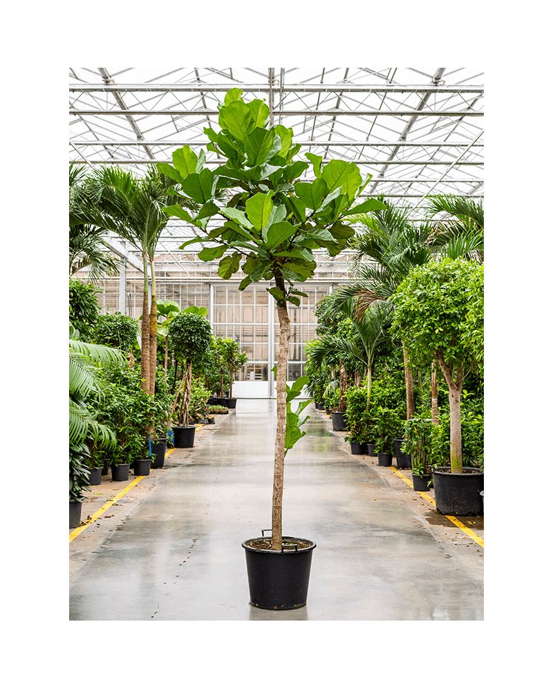 Ficus Lyrata 350 cm