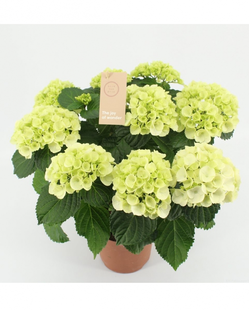 Hortensia alba 40 cm 