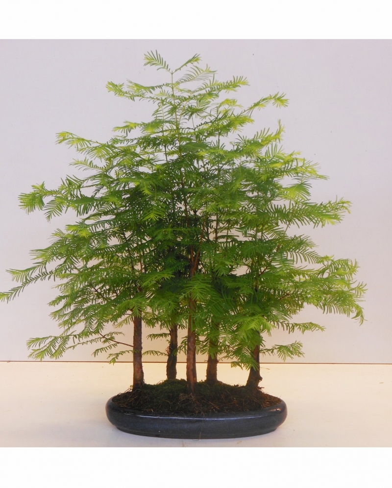 Bonsai Metasequoia Glyptostroboides 35 cm