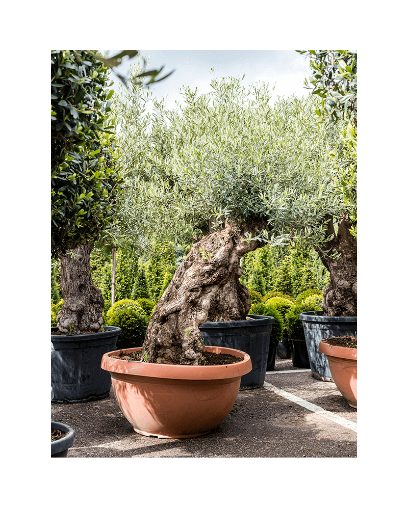 Maslin bonsai 180 cm