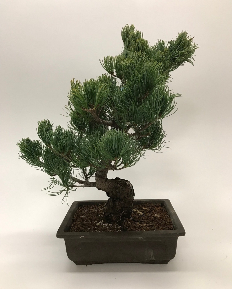 Pinus Parvifola Bonsai 55 cm