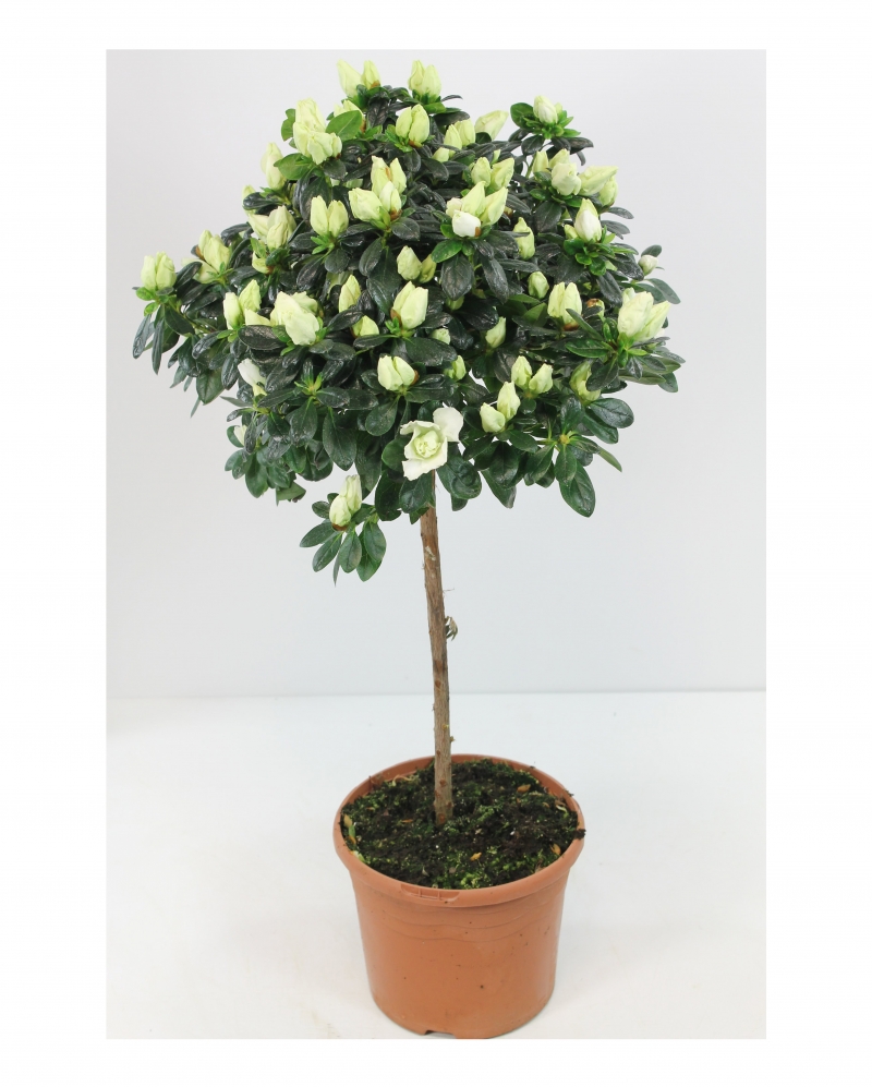 Planta azalee alba 65 cm 