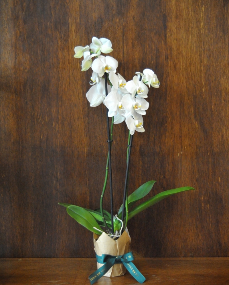 Planta phalaenopsis alba