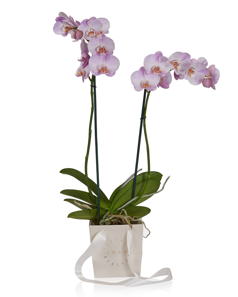 Planta phalaenopsis roz