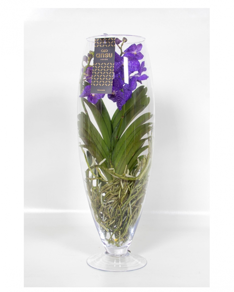 Vanda with glass vase