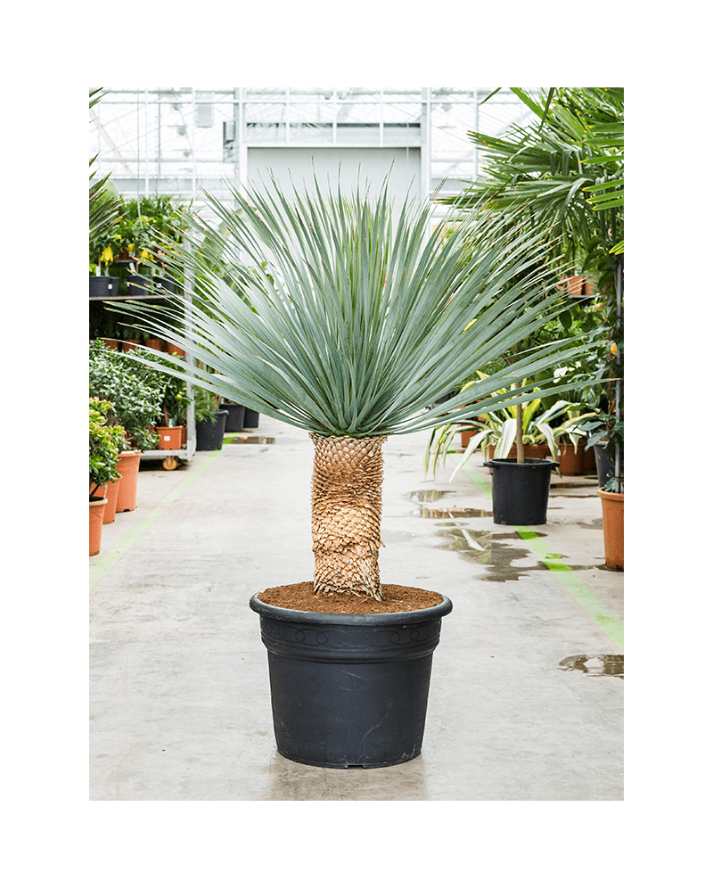 Yucca Rostrata 170 cm